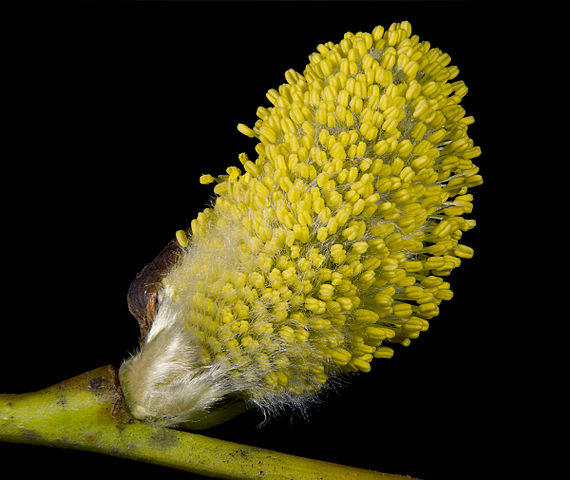 Figure rba.pa.1: the catkin of a willow (Didier Descouens).
